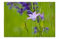 Blumenwiese M 05